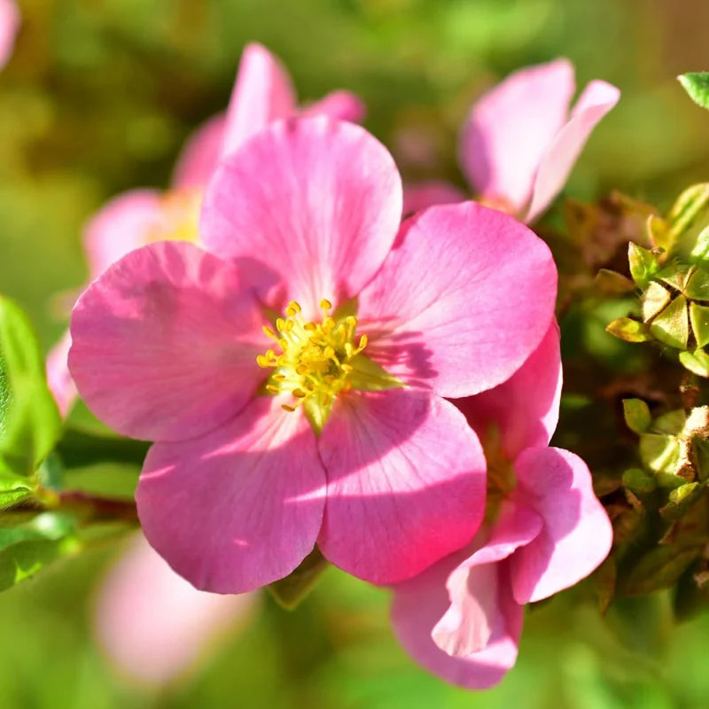 Pink Potentilla Plant, 4 Inch Pot - Shrubby Cinquefoil