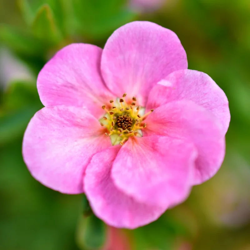 Pink Potentilla Plant, 4 Inch Pot - Shrubby Cinquefoil