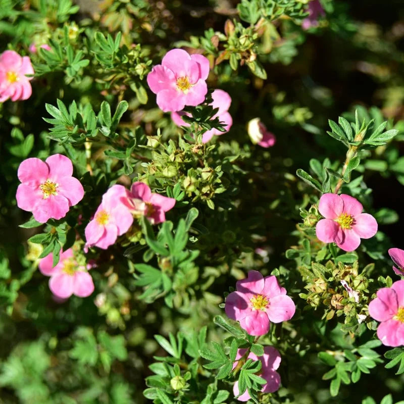 Pink Potentilla Plant, 4 Inch Pot - Shrubby Cinquefoil