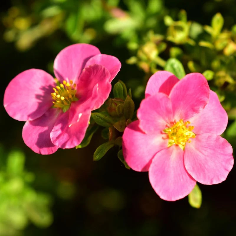 Pink Potentilla Plant, 4 Inch Pot - Shrubby Cinquefoil