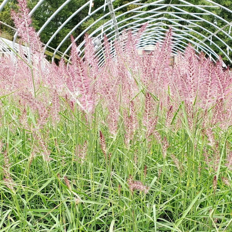 2 Fountain Grass Plants - Live Ornamental Perennial Grass, 5-9 Inch Height