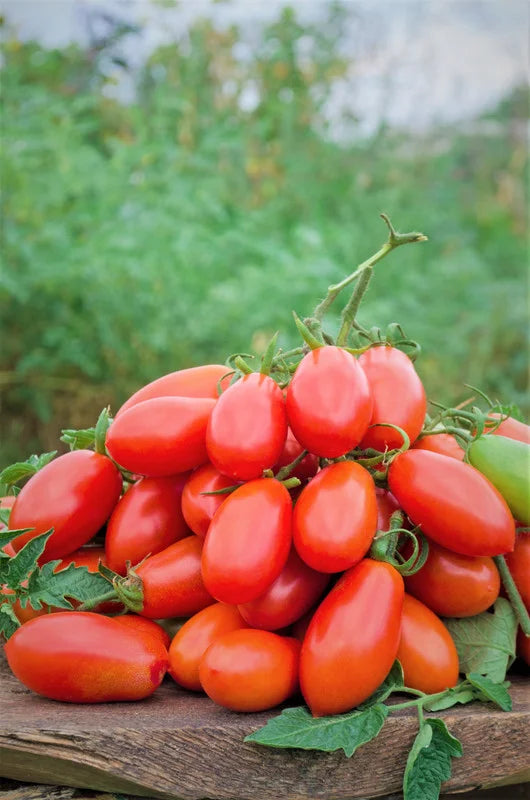 Plum Tomato Plants - Set of 2 Live Heirloom Variety 6-10 Inches Tall for Garden