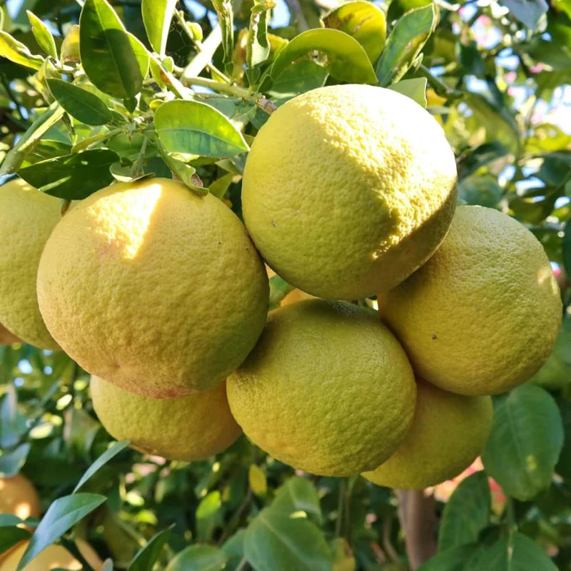 Ponderosa Lemon Tree - 2 to 3 Foot Tree - Citrus Tree