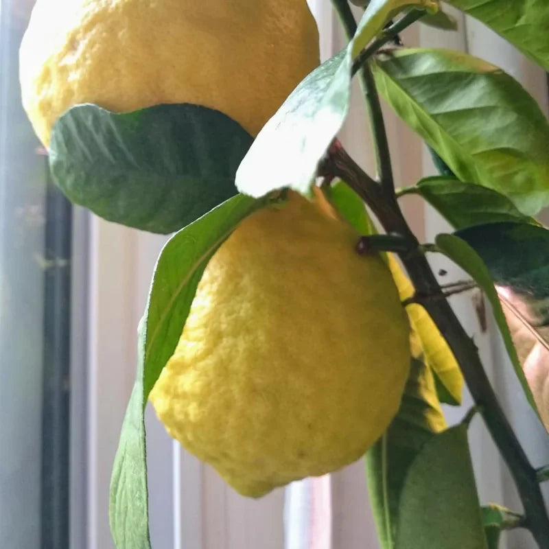 Ponderosa Lemon Tree - 2 to 3 Foot Tree - Citrus Tree