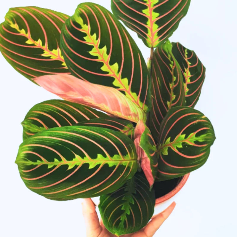 Prayer Plants Live House Plants - 2 Maranta Indoor Plants 4-6 Inch Bareroot