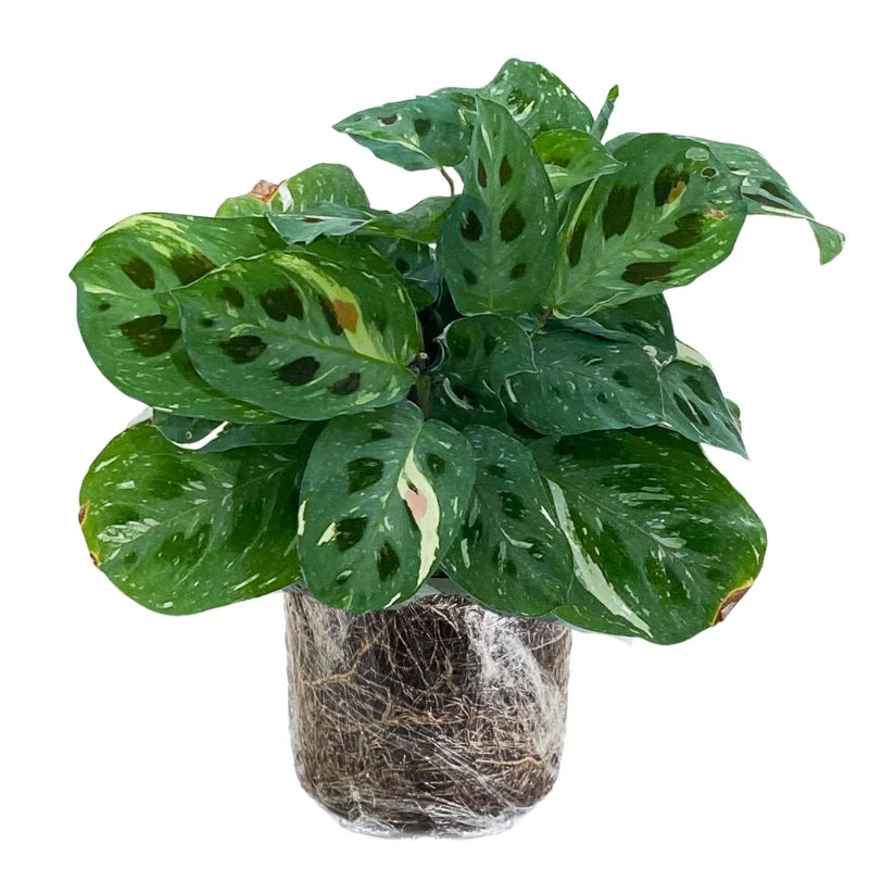 Prayer Plants Live House Plants - 2 Maranta Indoor Plants 4-6 Inch Bareroot