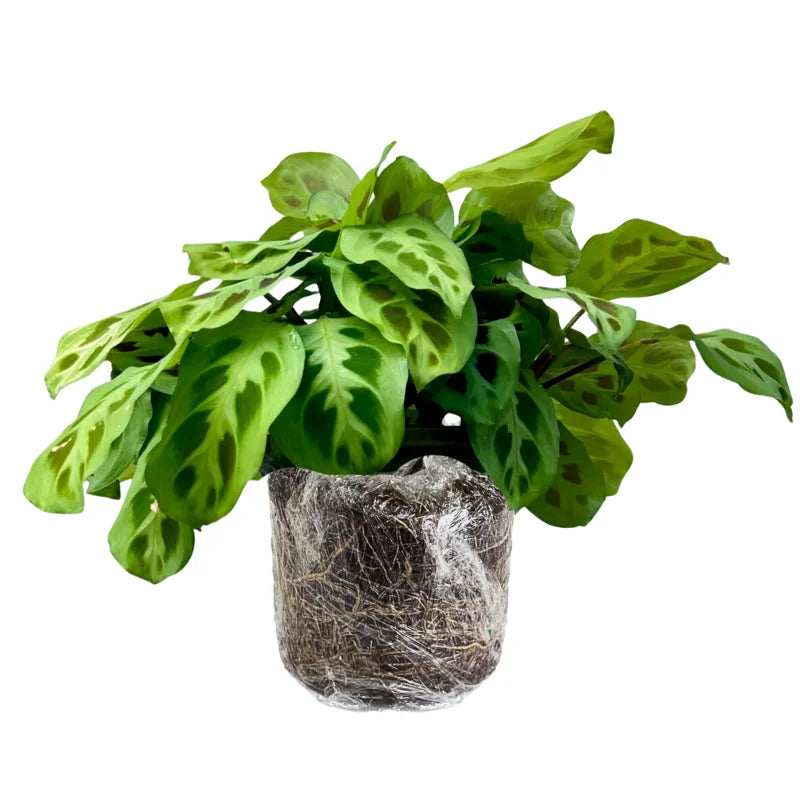 Prayer Plants Live House Plants - 2 Maranta Indoor Plants 4-6 Inch Bareroot