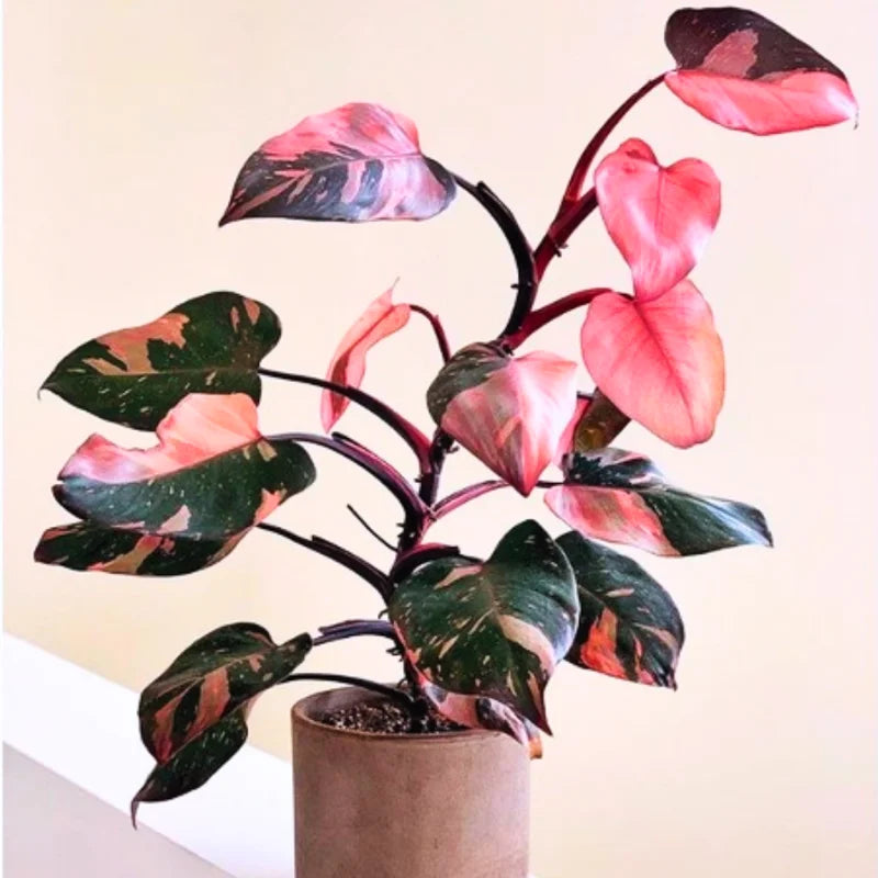 Princess Philodendron Plant Live - Rare Indoor Plant 3 Inch Pot