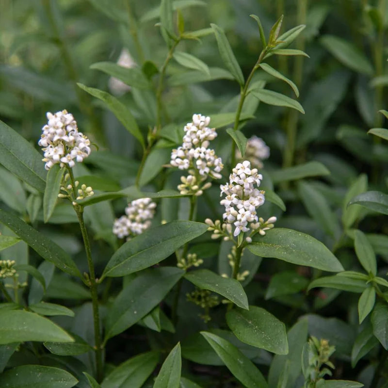 Privet Hedge Plants Live - 20 Bare Root Shrubs - 1 Foot Tall - Privacy Hedges