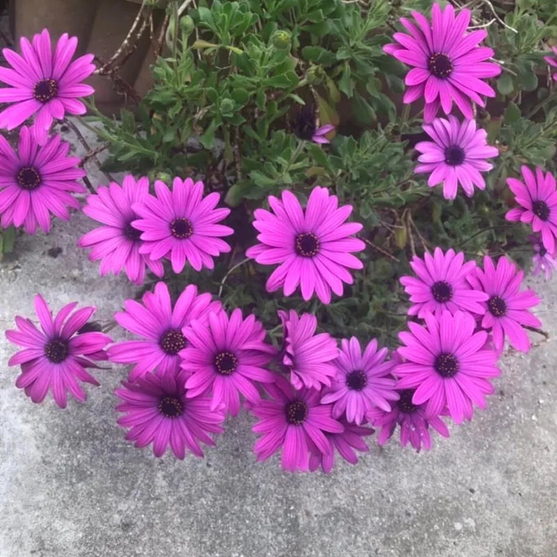 4 Purple African Daisy Osteospermum Plants - 4 Inch Potted Garden Flowers