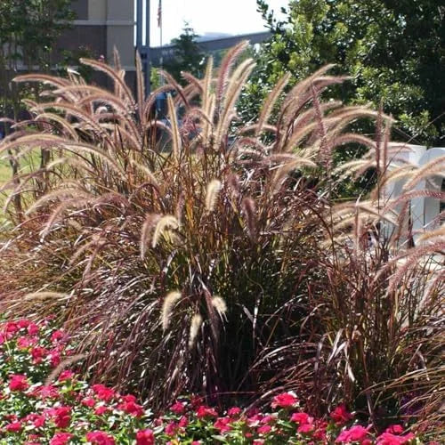 Purple Fountain Grass Plants Live Clump - Ornamental Perennial Grasses - 4-8 Inch Height