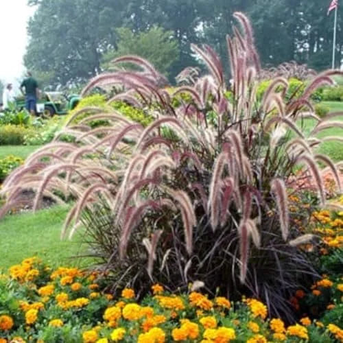 Purple Fountain Grass Plants Live Clump - Ornamental Perennial Grasses - 4-8 Inch Height
