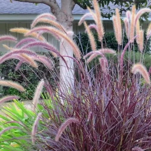 Purple Fountain Grass Plants Live Clump - Ornamental Perennial Grasses - 4-8 Inch Height