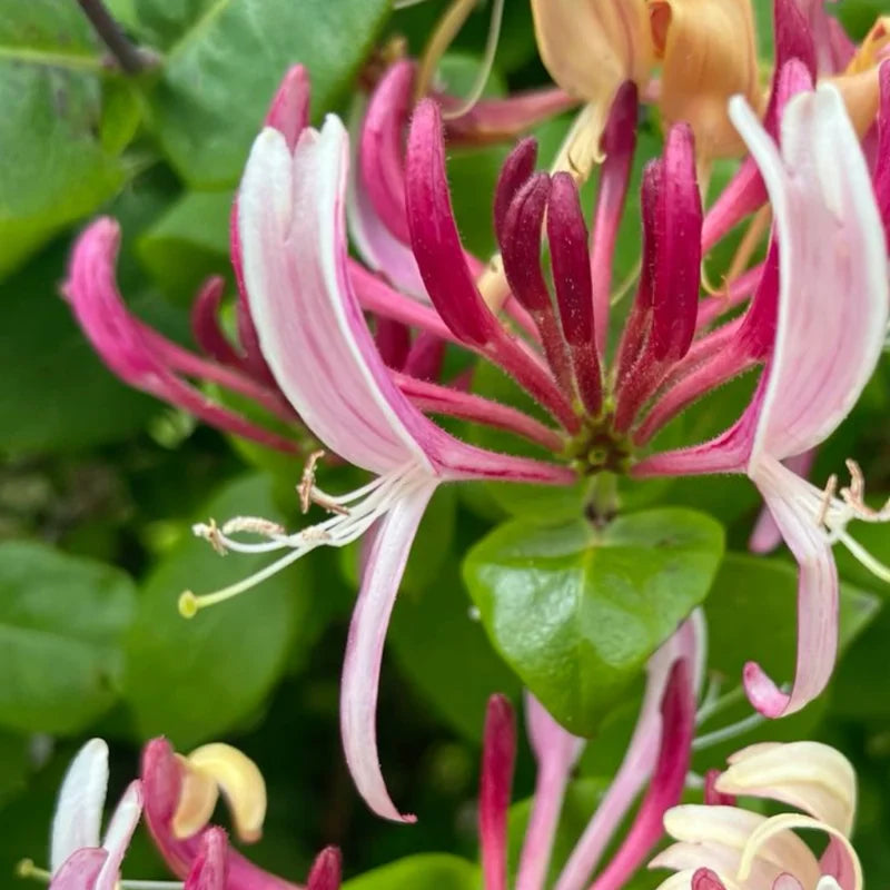 Purple Honeysuckle Vine Plant Lonicera Japonica - 3-5 Inch Flowering Vine