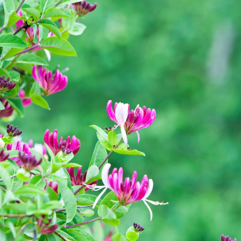 Purple Honeysuckle Vine Plant Lonicera Japonica - 3-5 Inch Flowering Vine