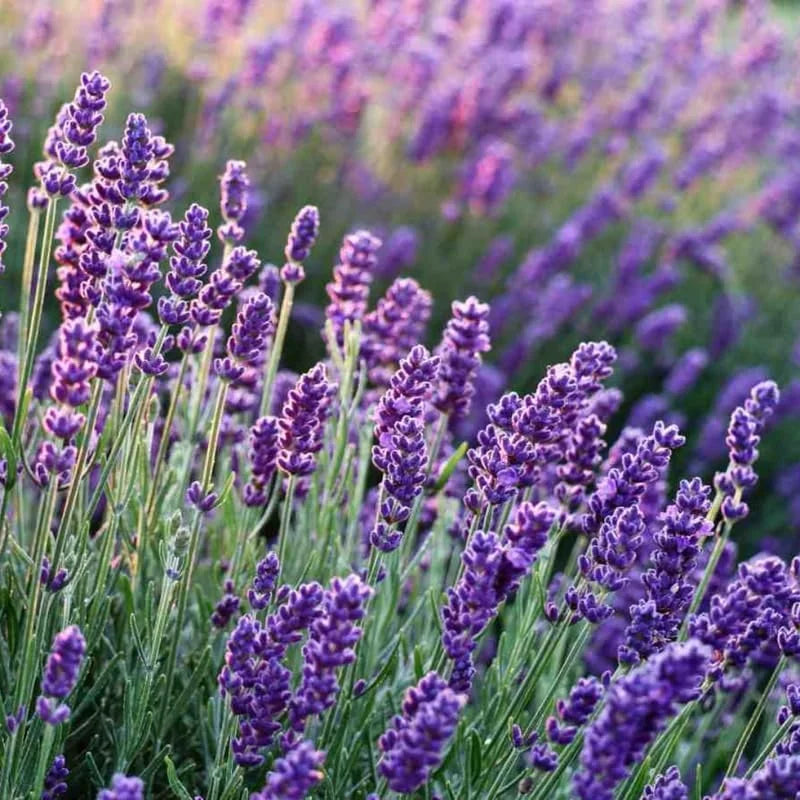 Purple Lavender Plants Live - 2 Pack - 6-8 Inch Tall - Edible Herb Perennial