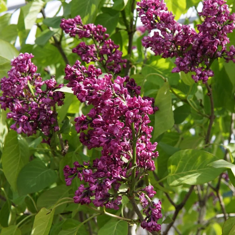 Purple Lilac Plant, 2.5 Inch Pot - Fragrant Syringa