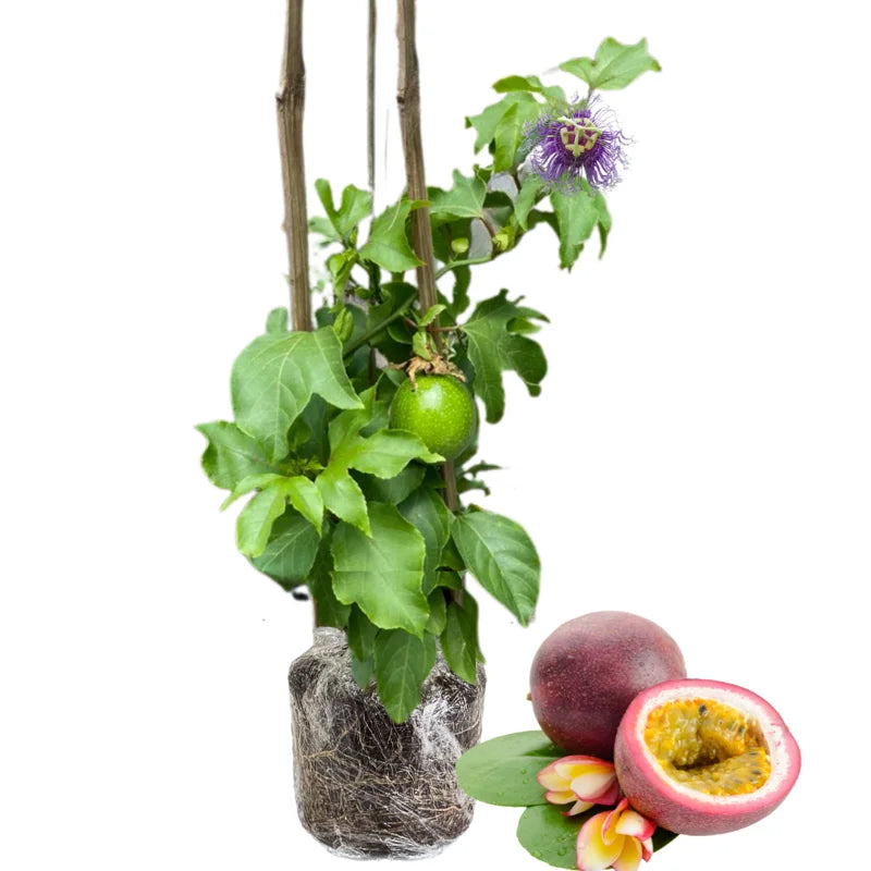 Purple Passionfruit Plant Live - Passion Fruit Vine - Garden Ready
