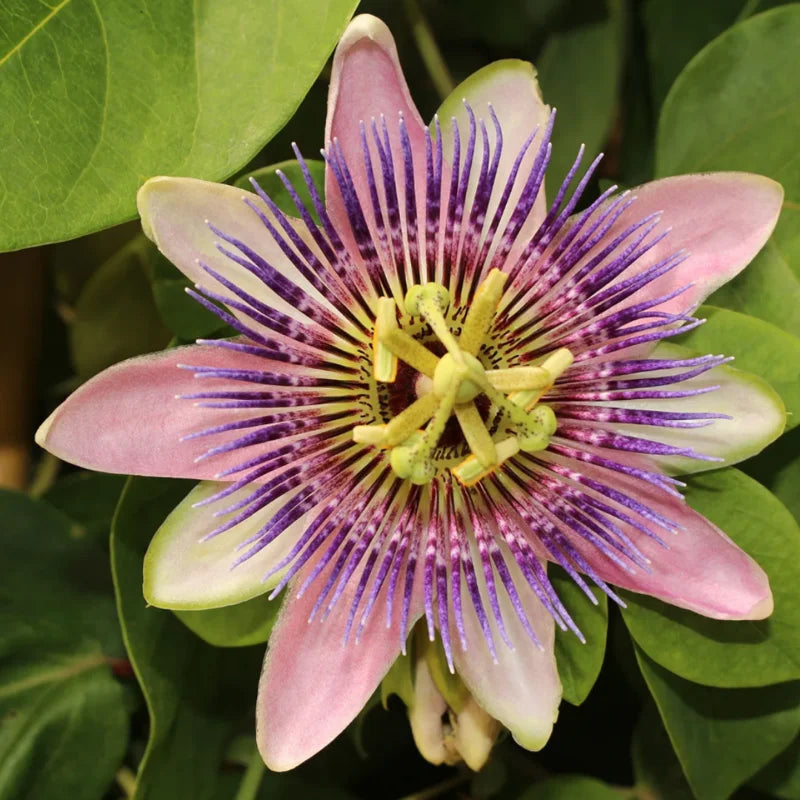 Purple Passionfruit Plant Live - Passion Fruit Vine - Garden Ready