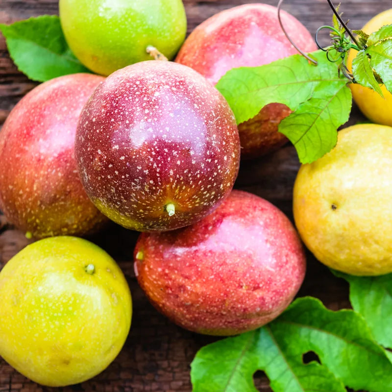 Purple Passionfruit Plant Live - Passion Fruit Vine - Garden Ready