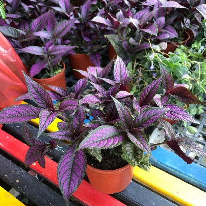 2 Purple Persian Shield Plant Set - Live Strobilanthes - 4 Inch Potted