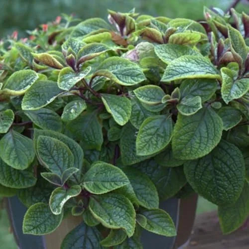 Purple Swedish Ivy Plants - Live Indoor Vine, 4 Inch Pot