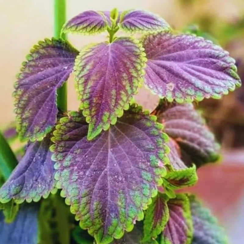 Purple Swedish Ivy Plants Live - 4 Inch Pot - House Plants