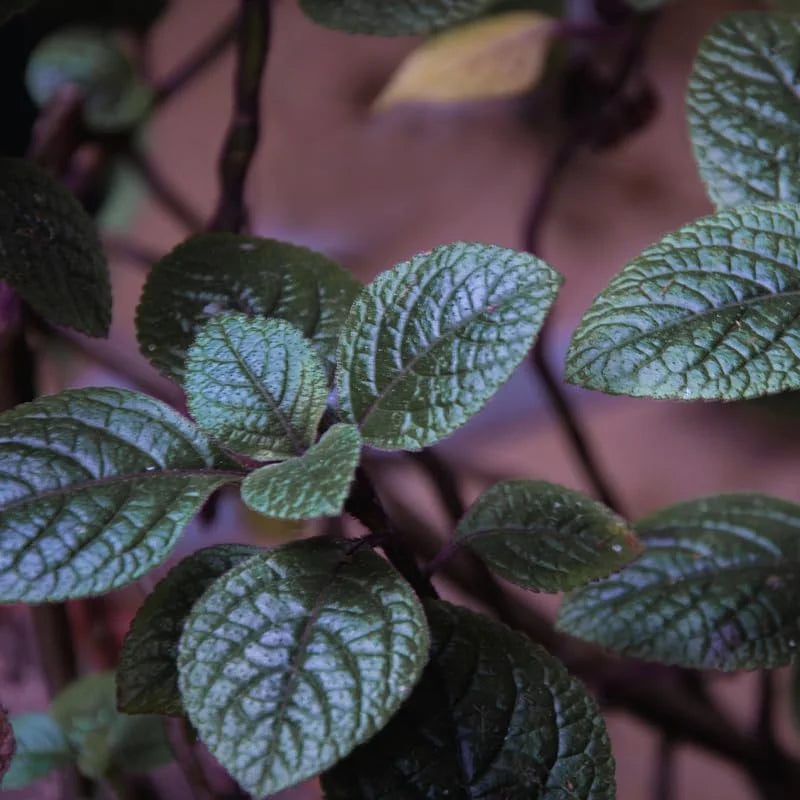 Purple Swedish Ivy Plants Live - 4 Inch Potted House Plants