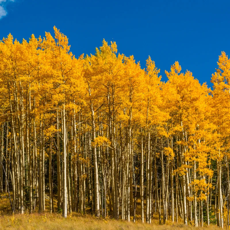 Quaking Aspen Tree: 10 Live Bare Root Seedlings 16-20 Inches for Outdoor Garden