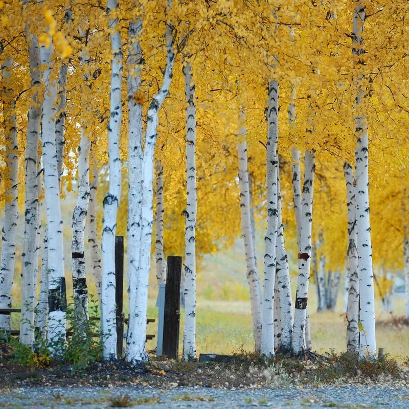 Quaking Aspen Trees Bare Root Tree 24-36 Inches Live Plant