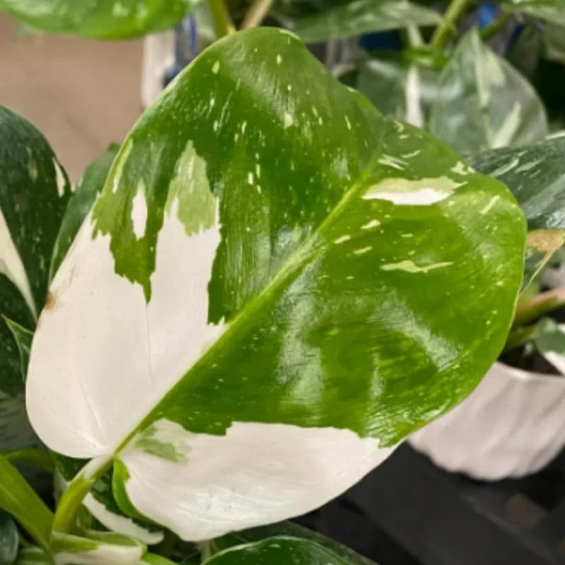 Rare White Philodendron Plant - Live Indoor Houseplant - Variegated Philodendron