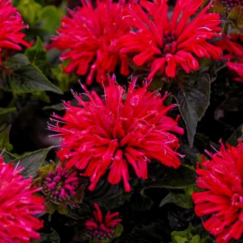 Red Beebalm Plant Live - 4-6 Inches Bareroot Flower Plants For Planting