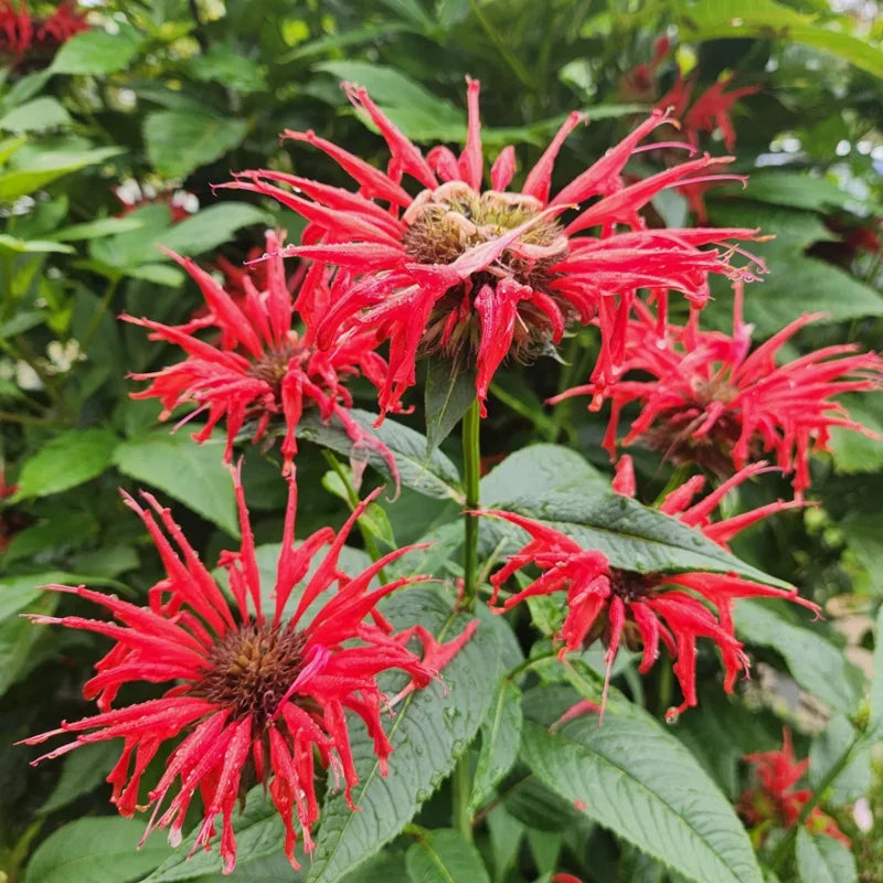 Red Beebalm Plant Live - 4-6 Inches Bareroot Flower Plants For Planting