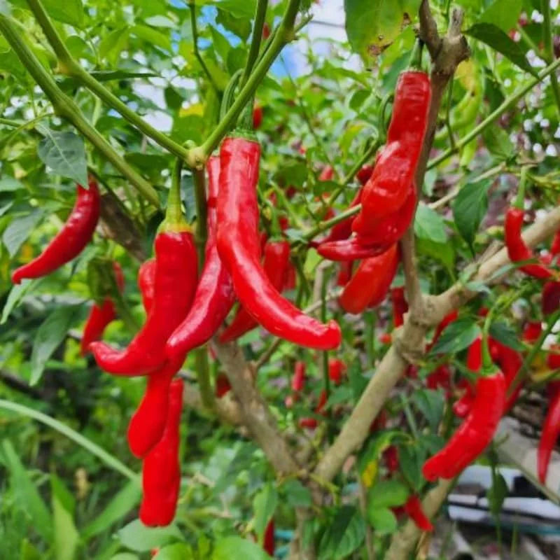 Red Cayenne Pepper Plant - 4 Inch Pot Vegetable Plant