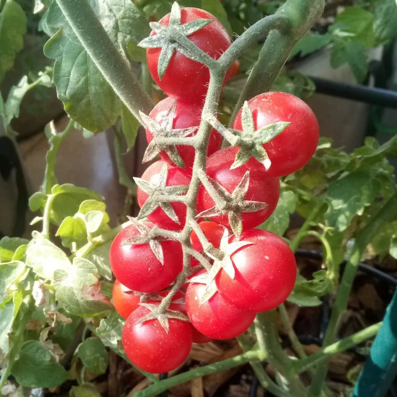 2 Red Cherry Tomato Plants - LIVE PLANTS 6 to 10 inches 60+ days old - Vegetable Plant