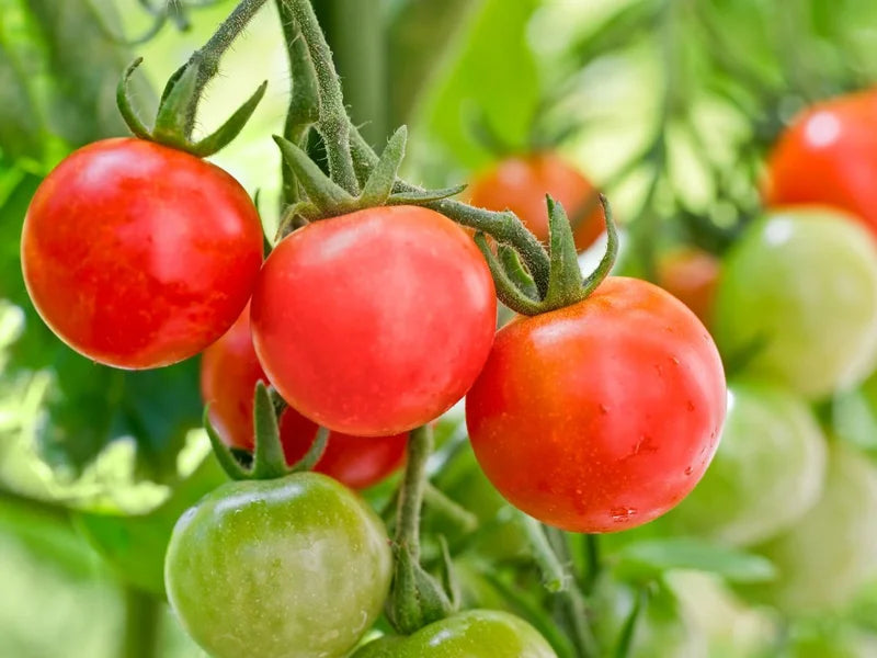 Red Cherry Tomato Plants - Set of 2 Live Garden Plants - Heirloom Variety