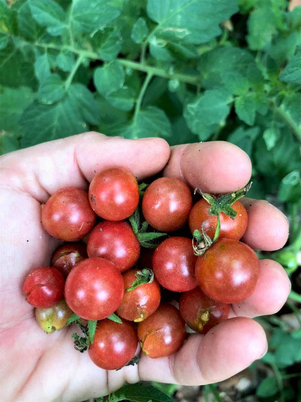 Red Cherry Tomato Plants - Set of 2 Live Garden Plants - Heirloom Variety