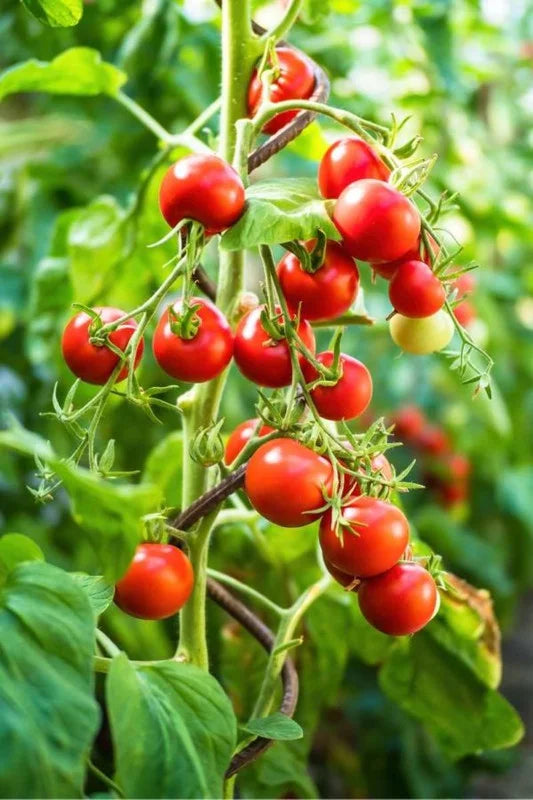 Red Cherry Tomato Plants - Set of 2 Live Garden Plants - Heirloom Variety