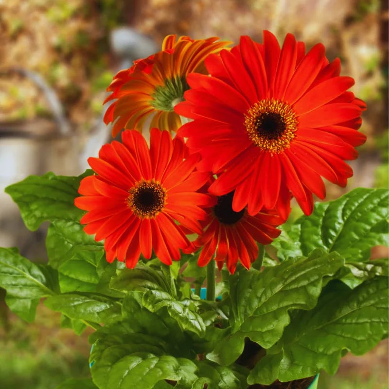 2 Red Daisy Plants, Live Gerbera Daisy, 5-7 Inch, Garden Flower Plants