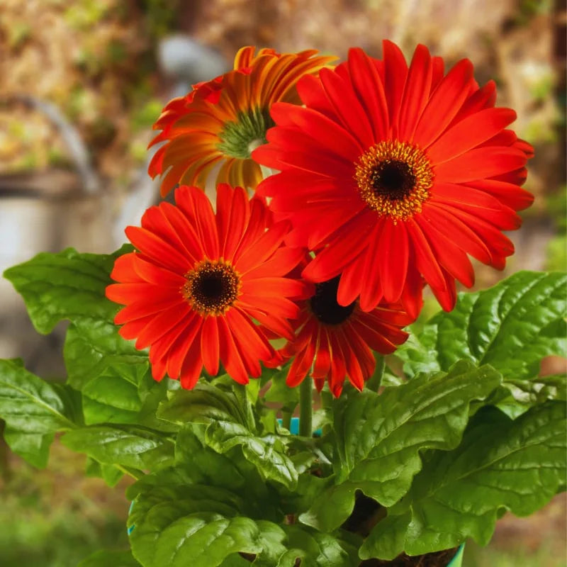 Red Gerbera Daisy Plants Live - 2 Pack 4-6 Inch Daisy Plants for Gardening