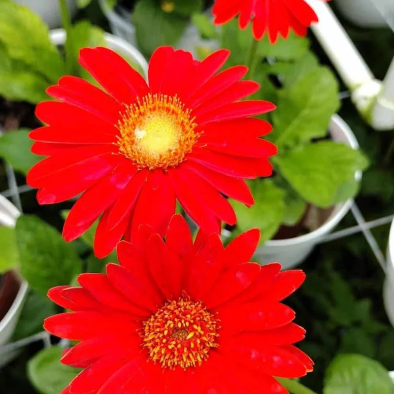 Red Gerbera Daisy Plants Live - 2 Pack 4-6 Inch Daisy Plants for Gardening