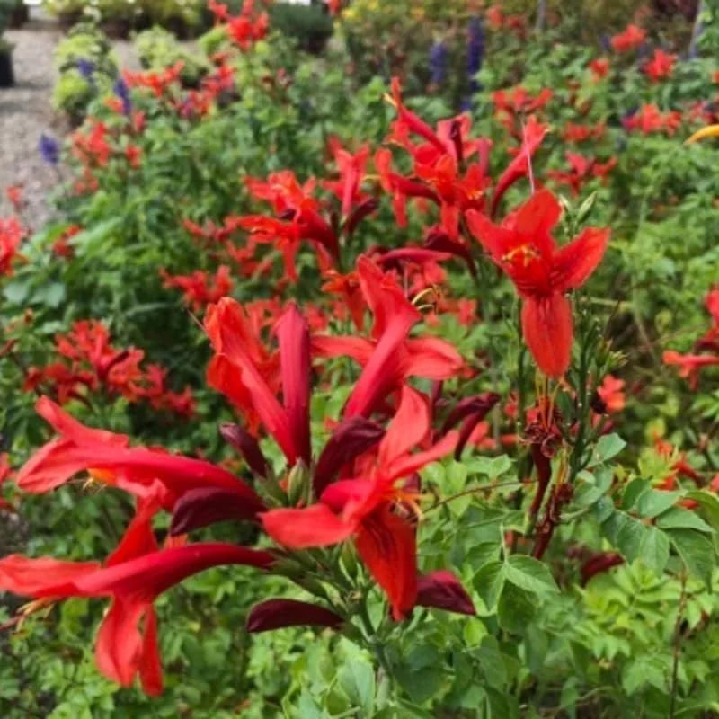 Red Orange Honeysuckle Live Plant - Vine Bush - 4-10 Inch Tall - Garden Ready