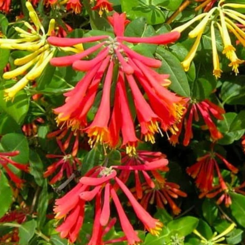 Red Honeysuckle Plants Live - Set of 2 Coral Dropmore Honeysuckle Vines 5-9" Tall - Climbing Honeysuckle