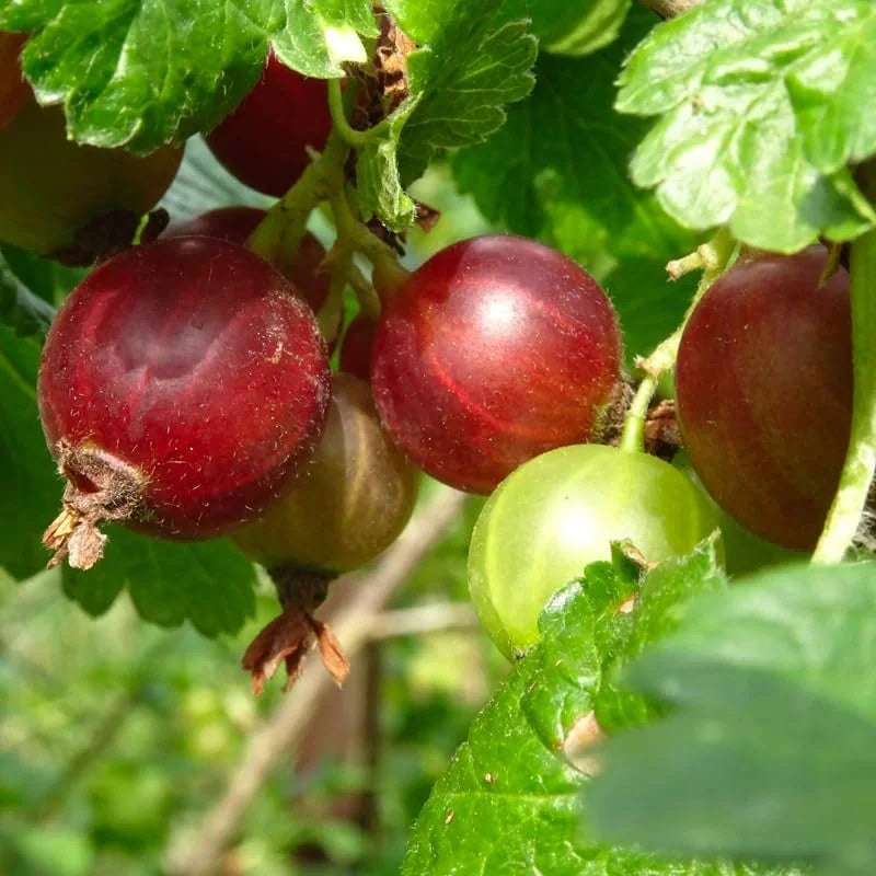 Red Josta Gooseberry Bush Live Plant - 8-14 Inch Sweet Gooseberry Bareroot