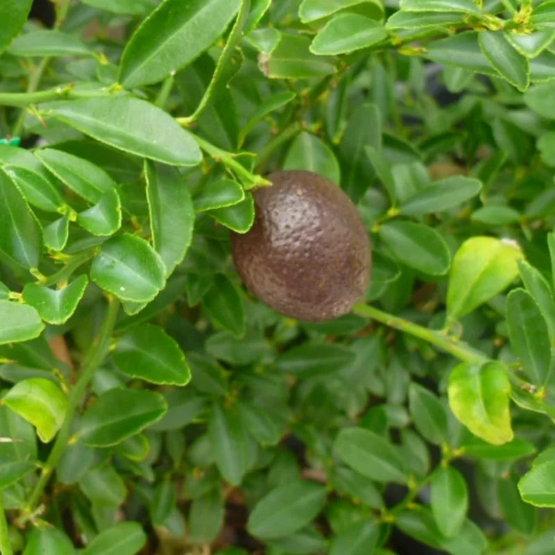 Red Lime Tree - 2 to 3 Feet Tall - Citrus Fruit Tree