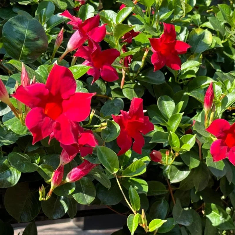 2 Red Mandevilla Plants - Live Vine Plants 4-7" Tall - Red Flowers