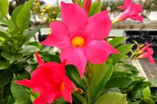 Red Mandevilla Vine Plants - 2 Live Seedlings 10-20 Inch - Perennial Flower