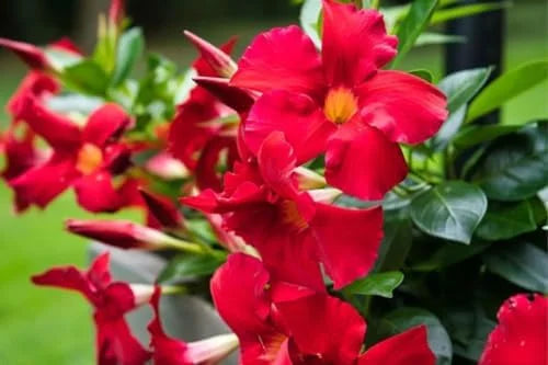Red Mandevilla Vine Plants - 2 Live Seedlings 10-20 Inch - Perennial Flower