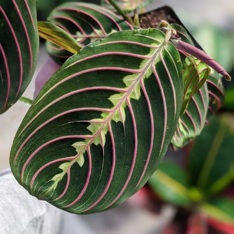 Red Maranta Prayer Plant - 3 Inch Pot - Indoor Houseplant