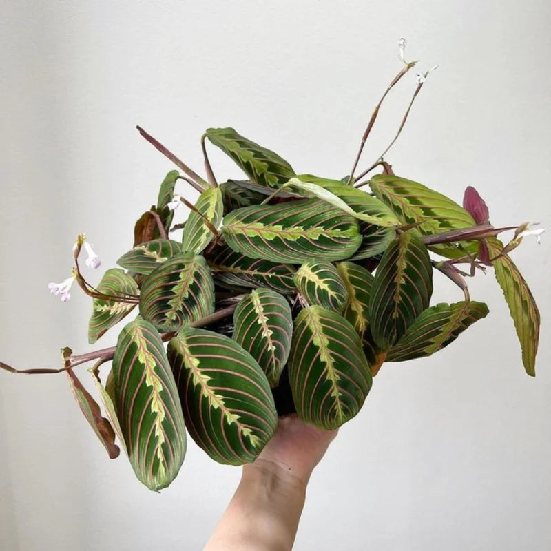 Red Maranta Prayer Plant - 3 Inch Pot - Indoor Houseplant
